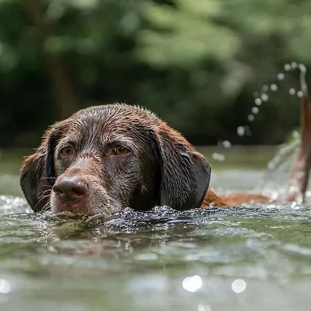 Behagliche 5 Sterne Fewo, See, Sauna, Hund